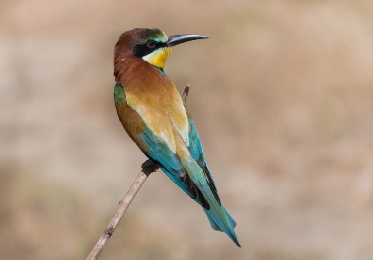 الوروار